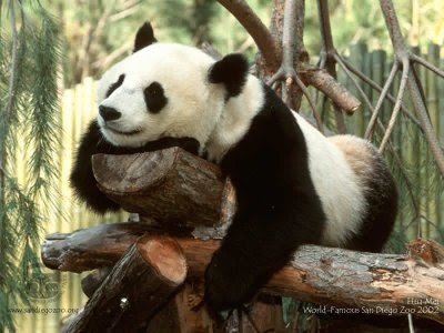 happy panda bear