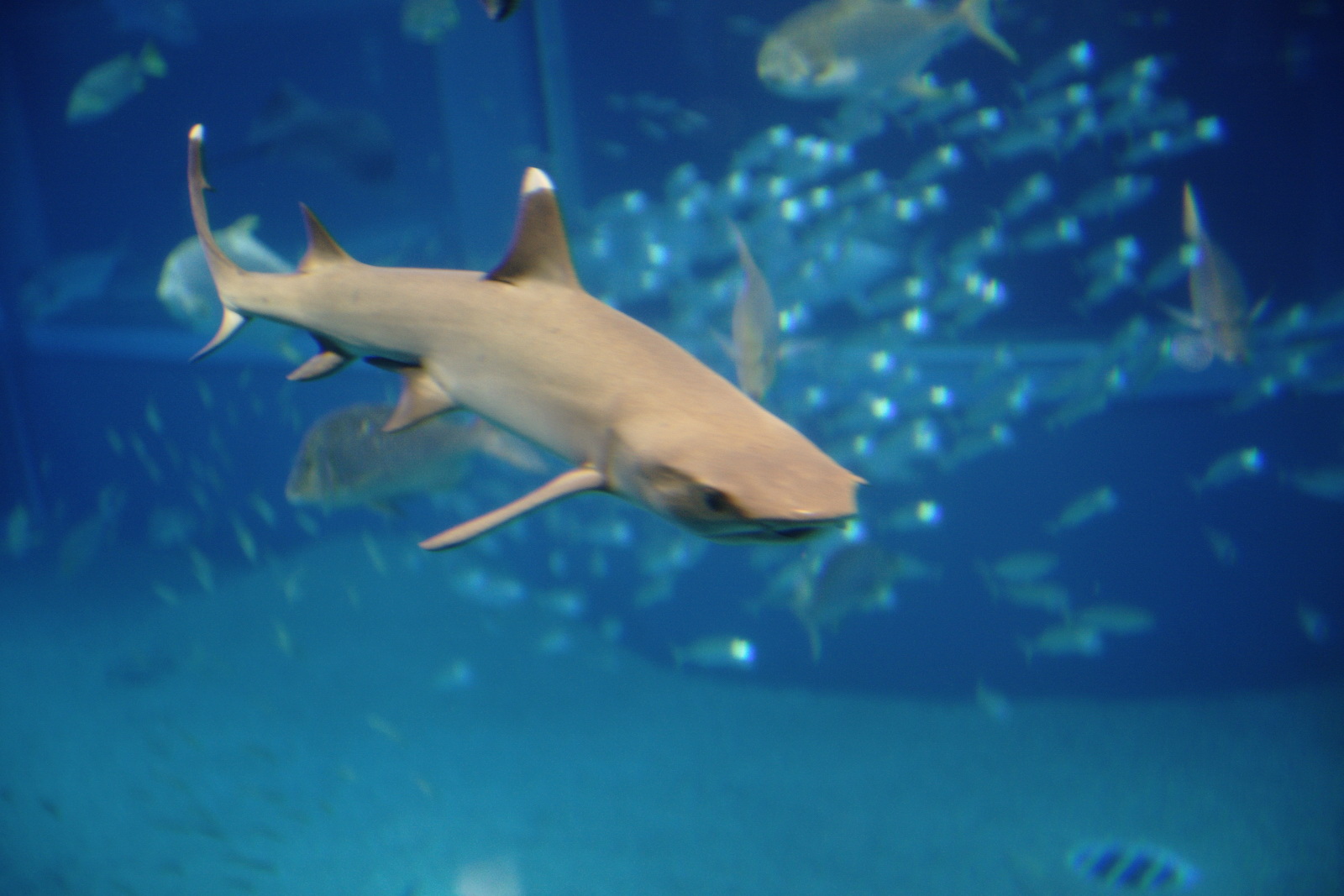 Shark Home Aquarium