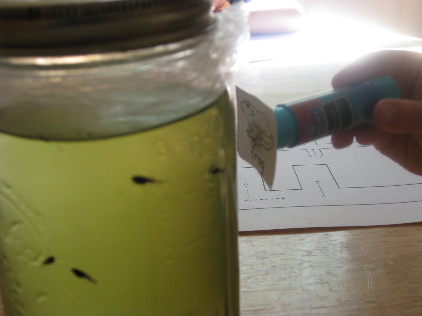 Our Cool Preschool: Tadpoles and Frogs