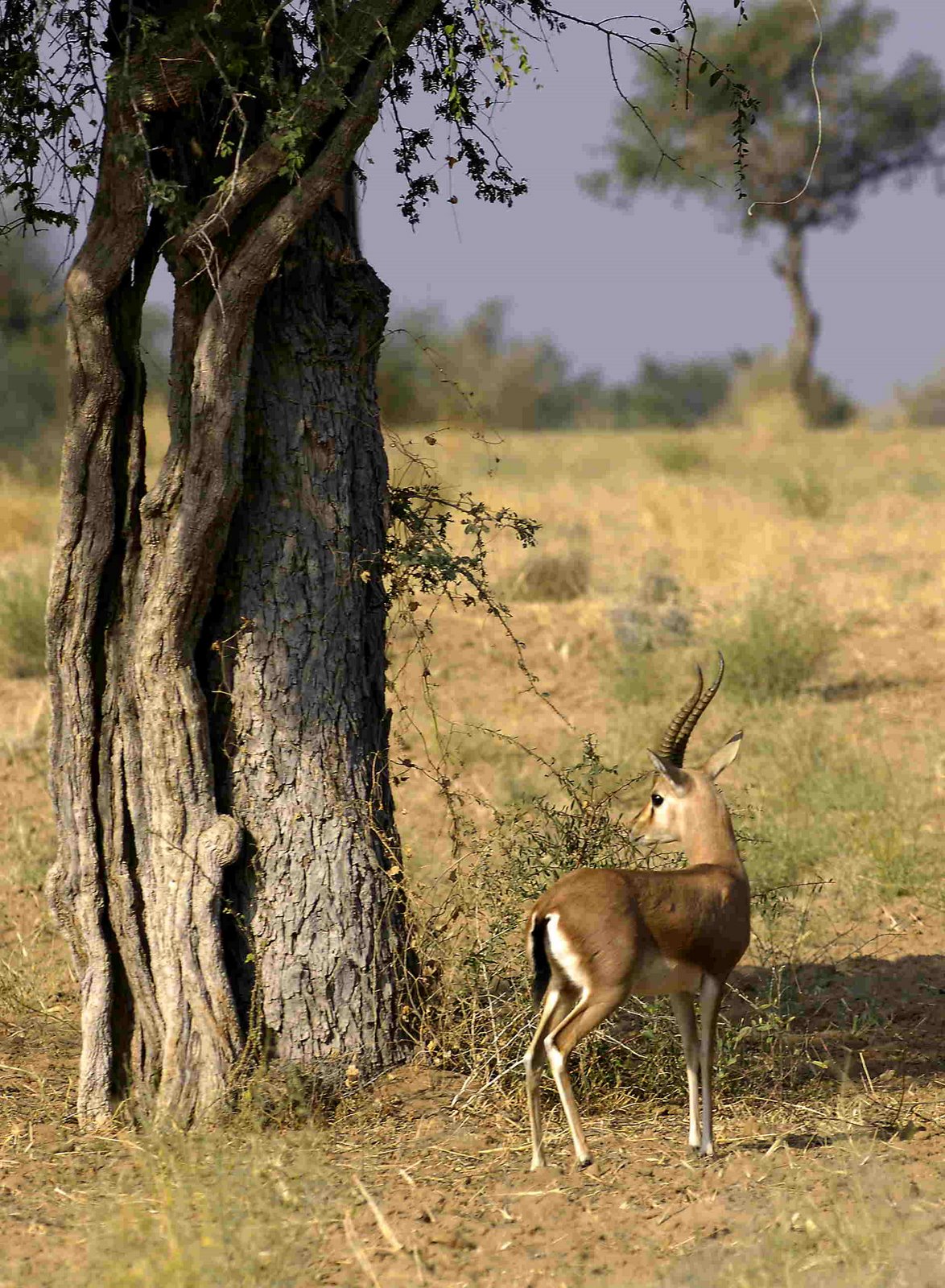 [deer+and+tree.JPG]