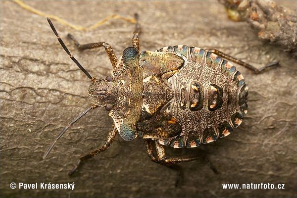 [shield-bug-0777.jpg]