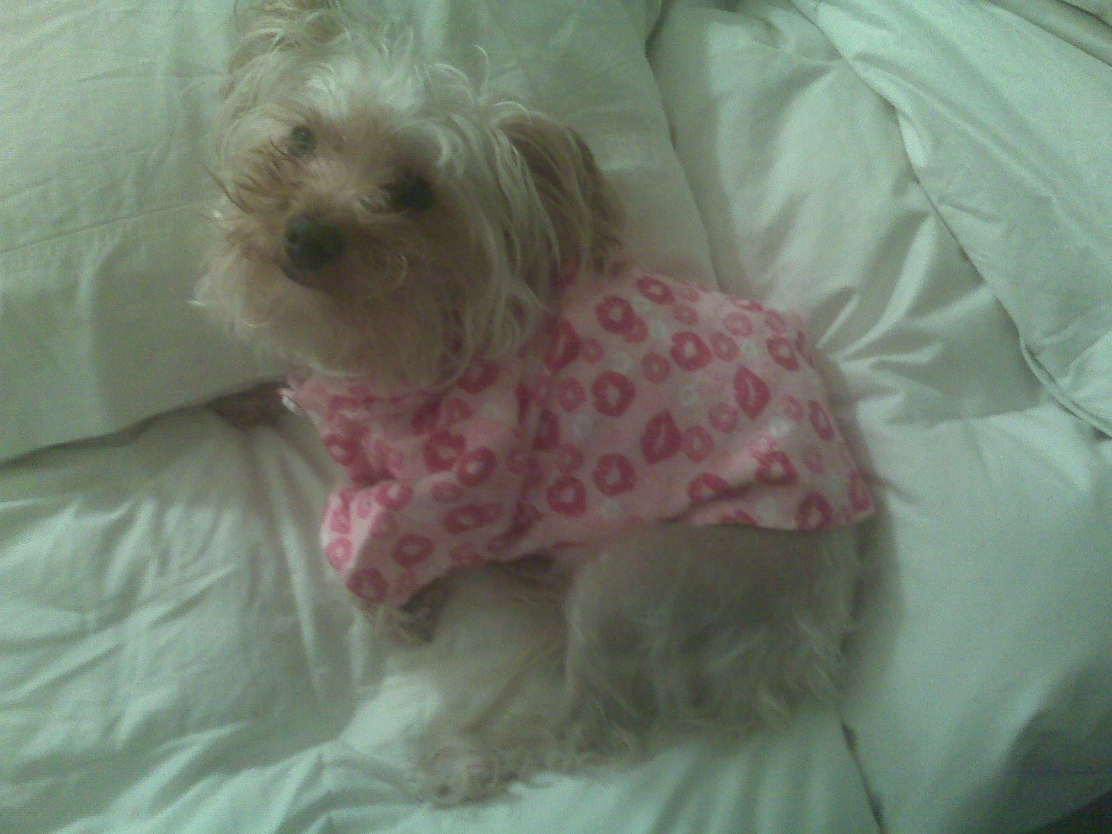[Matza+PJs1.JPG]
