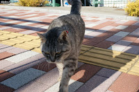 葉山CAT