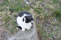 海上自衛隊館山航空基地の裏手の廃墟にいた猫
