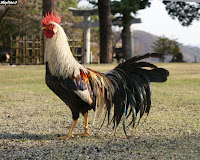 武田神社　鶏