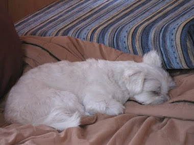 slapende paddy