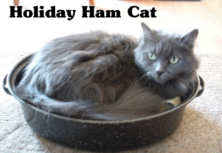 Catladyland Cats are Funny Cat Food