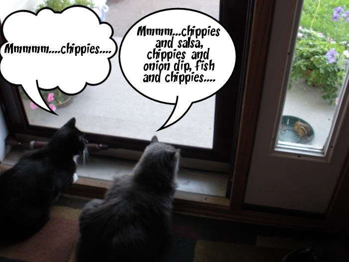 Catladyland Cats are Funny TwoCatsTuesday Chips Ahoy!