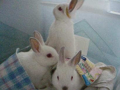 [bunnies5wks.jpg]