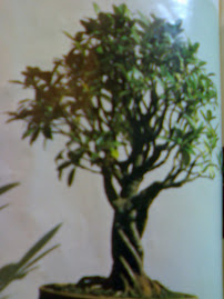 seni bonsai