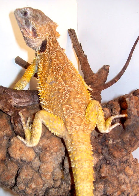 Male Pogona Mitchelli