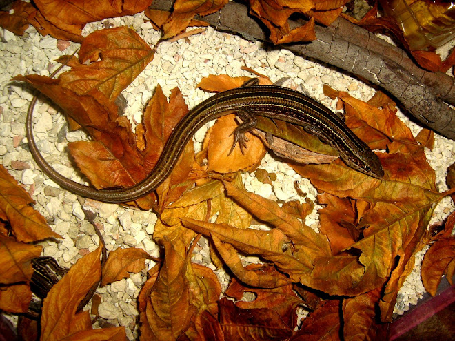 Ctenotus regius