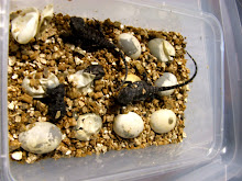 Pogona mitchelli hatching