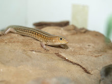 Ctenotus robusta