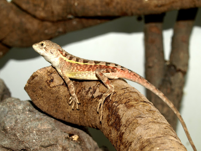 Amphibolurus nobbi