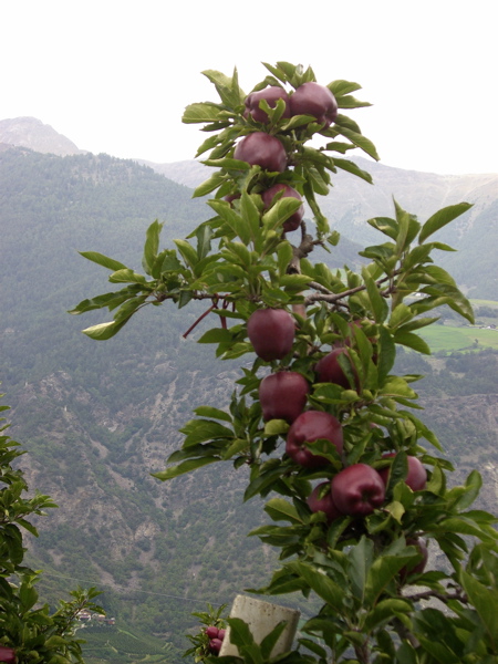 [apfel.jpg]