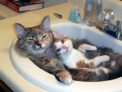 cats cats