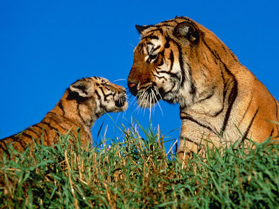 wallpapers tiger. and baby tiger wallpaper