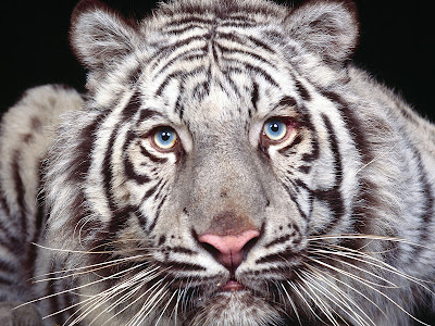 white tiger wallpaper. white tiger wallpaper. white tiger wallpaper.