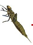 Dragonfly+nymph+life+cycle