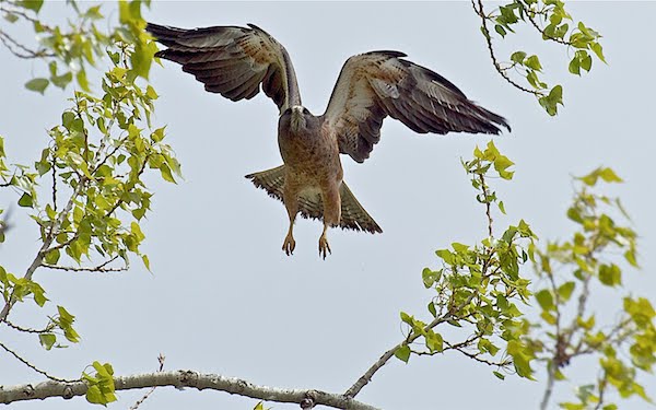 Hawk lifting off branch