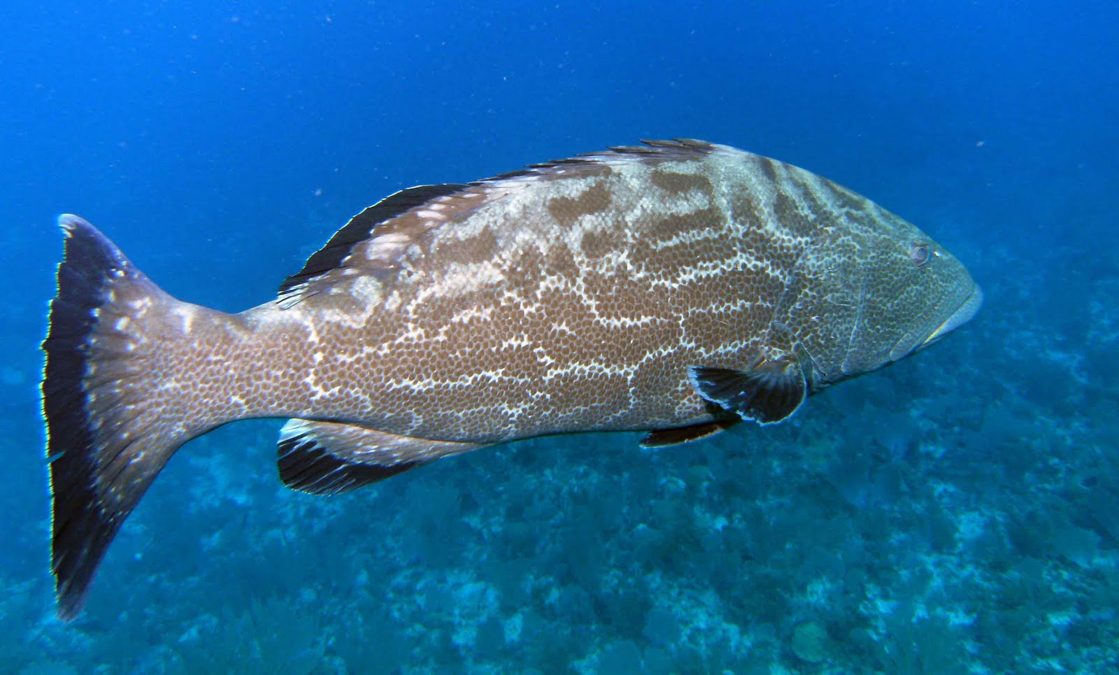 [Fish1858.jpg]