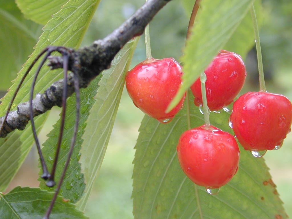 [cherry1.jpg]