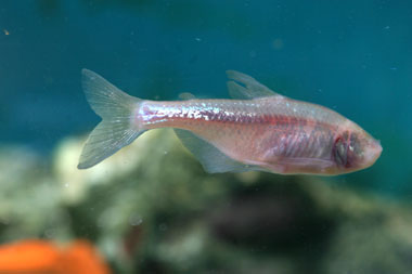 [blind_cave_fish1.jpg]