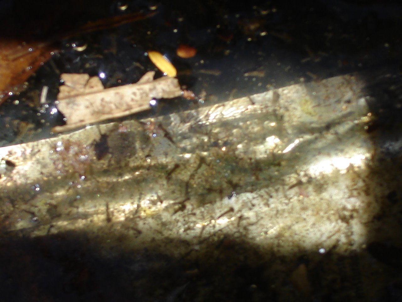 [Simas+rua+Amendoeiras-+Evandro+004.jpg]