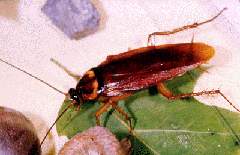 [periplaneta_americana.jpg]