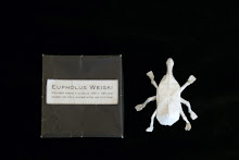 Origami Weevil