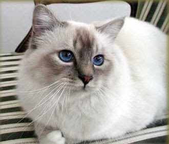 blue tortie birman