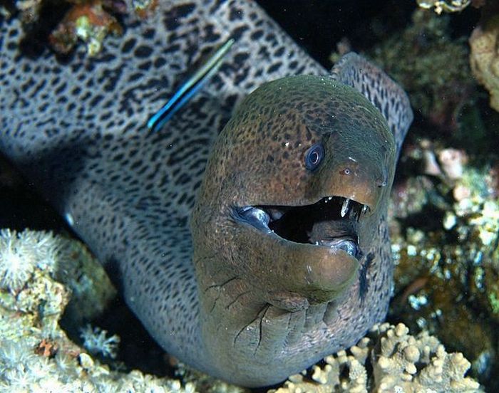 Scariest+Fish+In+The+World Photos of most scariest fish in the world, gathered from different ...