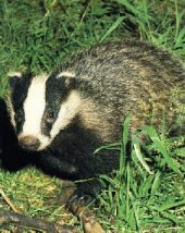 [badgers.bmp]