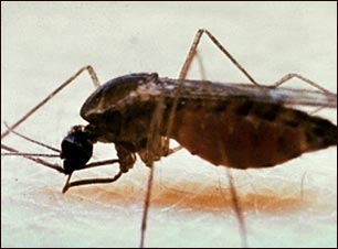 [1246mosquito+del+dengue.jpg]