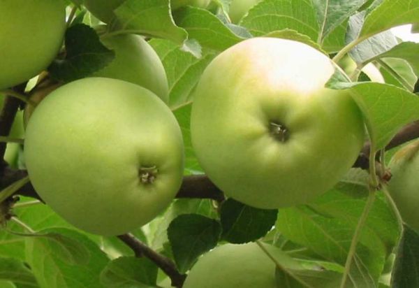 [bravo_de_esmolfe.jpg]