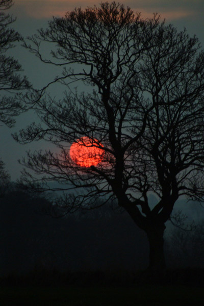 [árvore+com+sol-Ian.jpg]