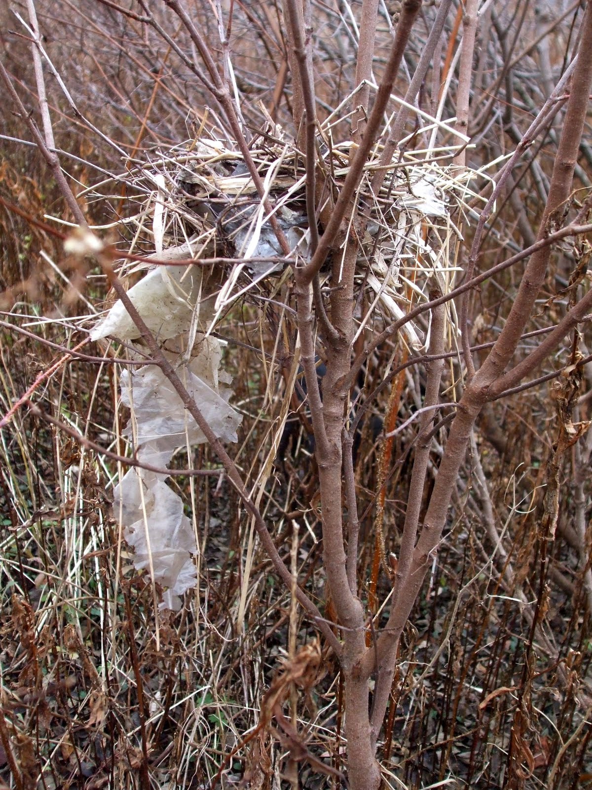 Upstate Girl The Birds Nest...