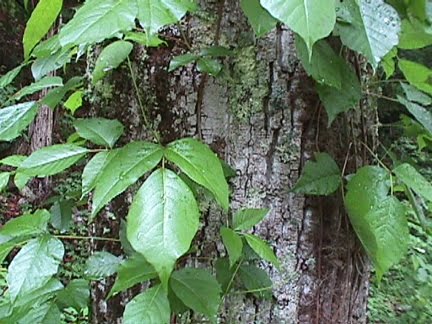 poison oak pictures on skin. poison oak ivy sumac. poison