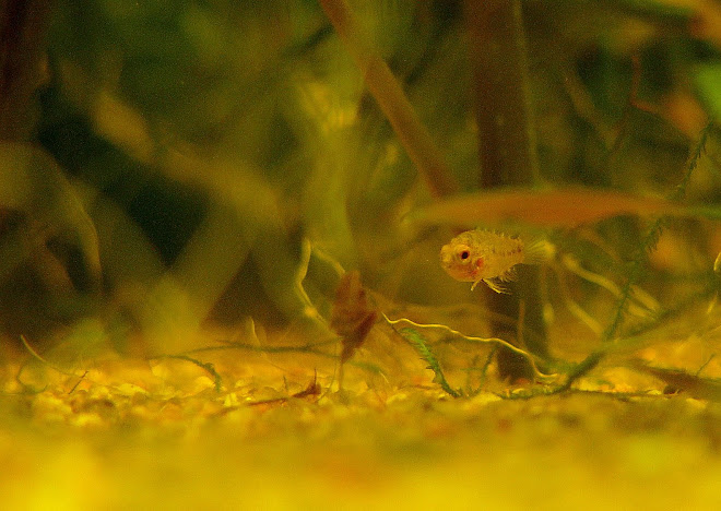 Jeune Apistogramma borellii