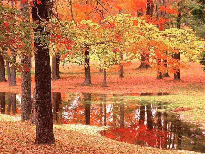 Photographs Of Trees. Fall Landscape Red Trees