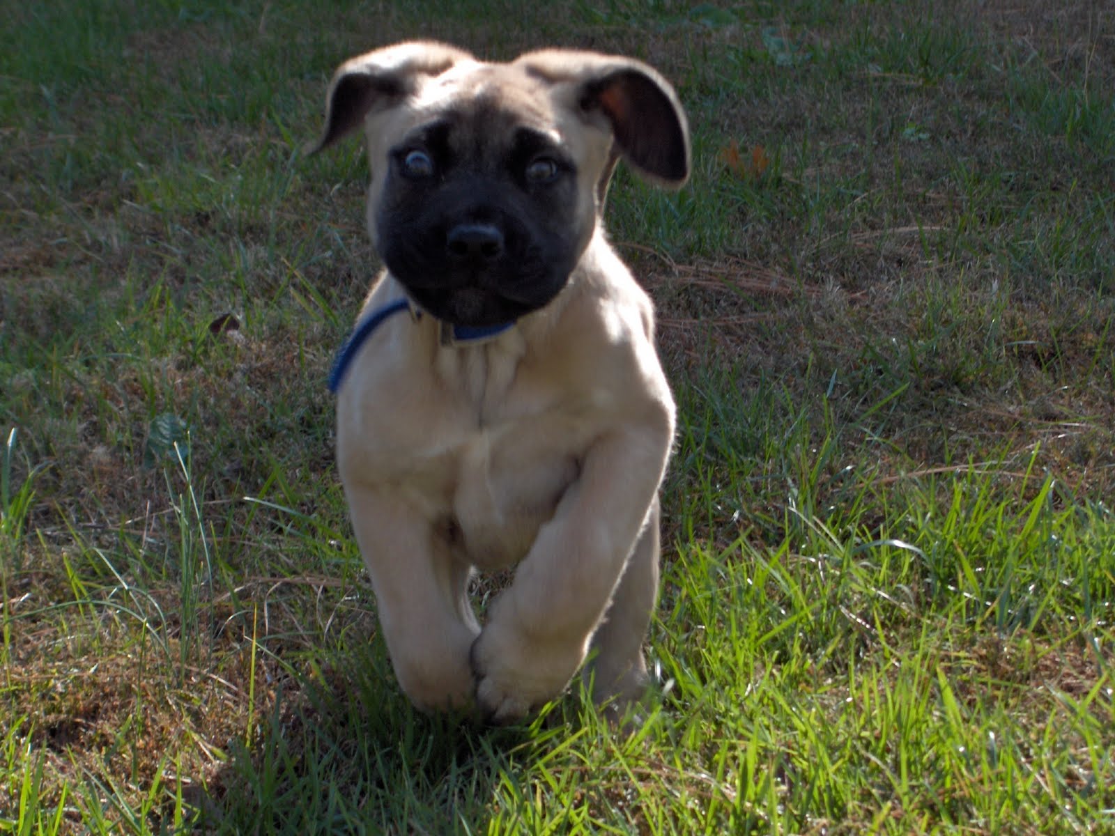 Sandlot Dog Breed Dog Training Home Dog Types