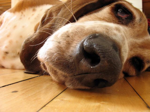 Basset Hound