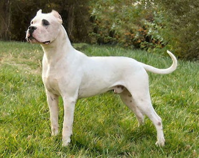 dogo argentino hunting boar. picture of argentina dogo Dogo