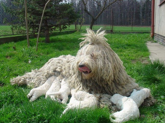 KomondorPictures of Dogs and All About Dog