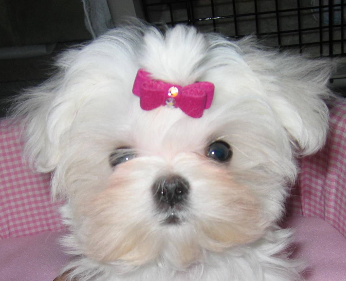maltese puppy pictures cross