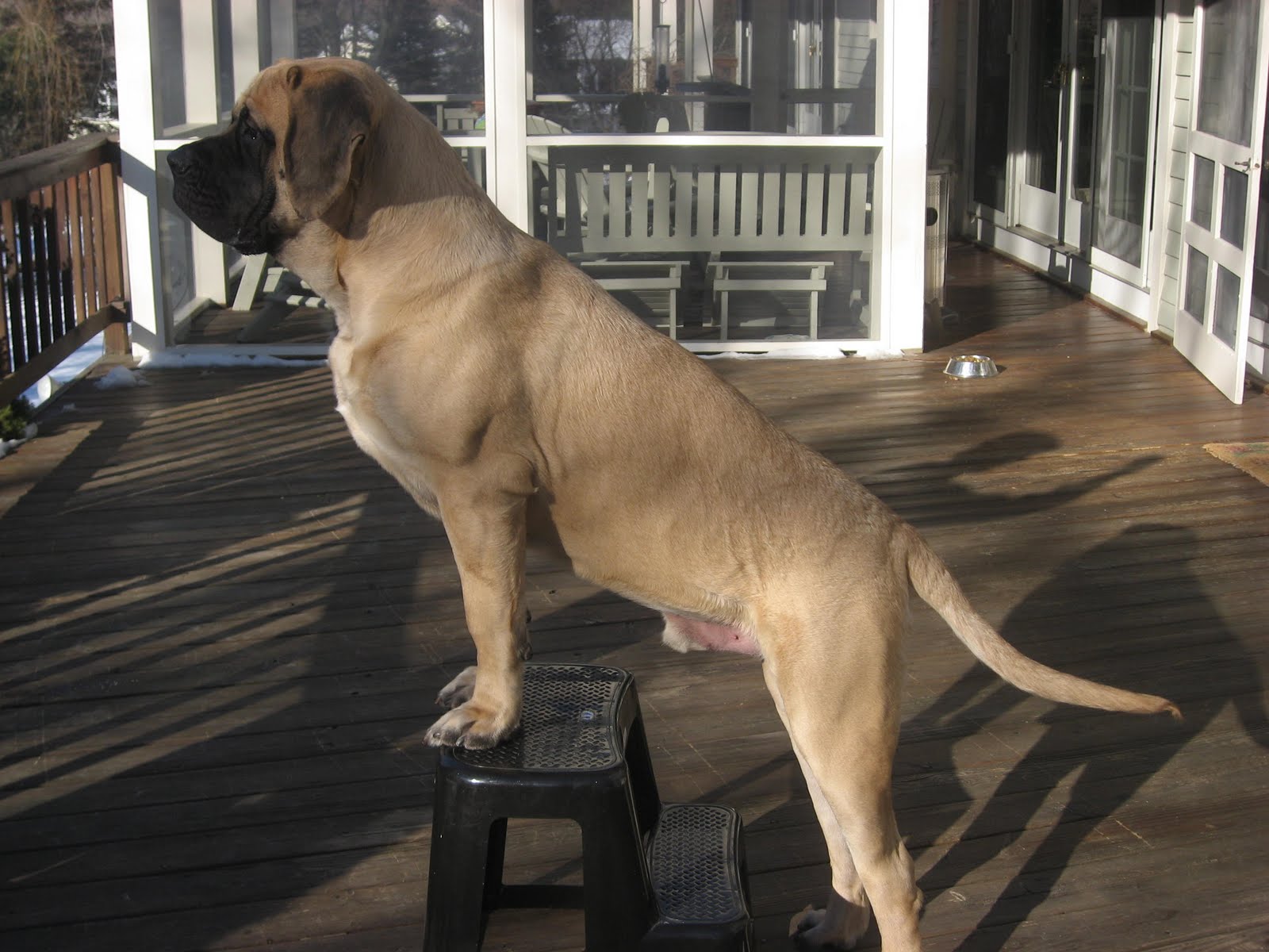 Silver English Mastiff