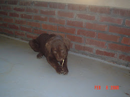 Chewin a stick