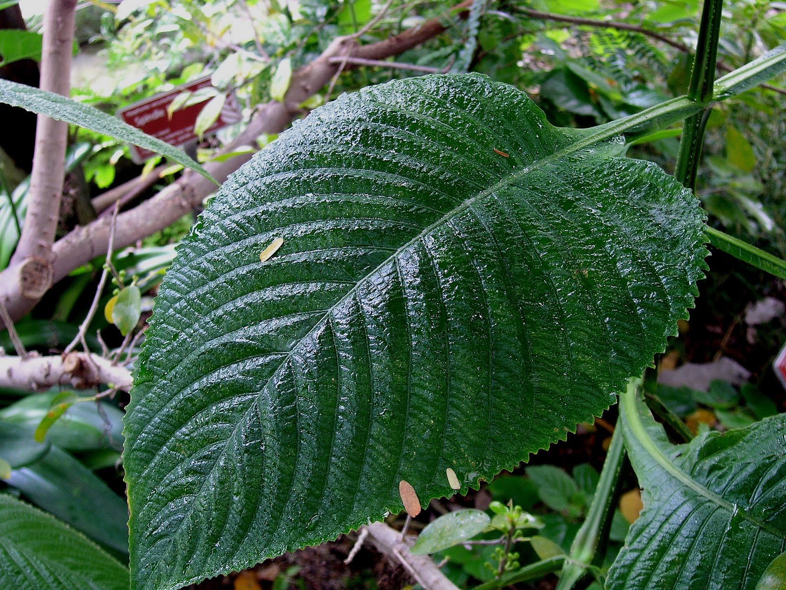 leaf-free-area.jpg