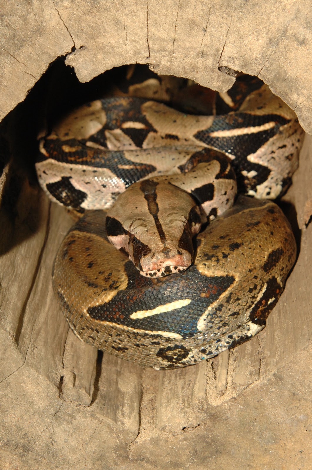 Cobra Jiboia